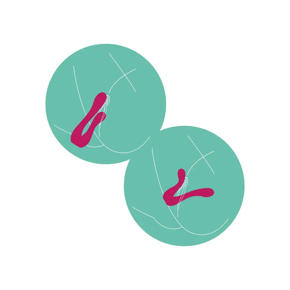 Xocoon Sync Sensation Vibrator - Save 20% - Fast Shipping - United Kingdom Stoke-on-trent