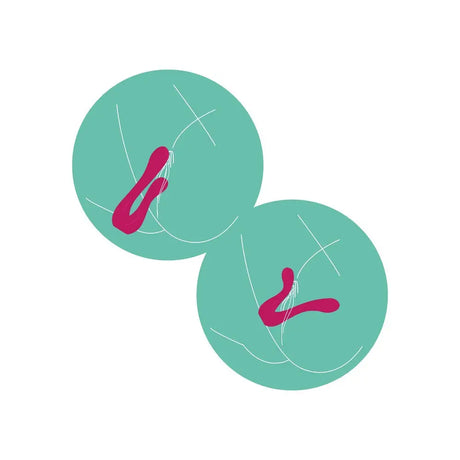 Xocoon Sync Sensation Vibrator - Save 20% - Fast Shipping - United Kingdom Stoke-on-trent